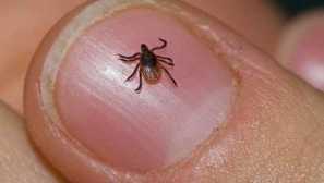 Jak zabít pravé akce zaškrtnutí, když je klíšťata zjištěna na těle